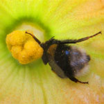 כוורת דבורי הבומבוס