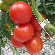 הדברה ביולוגית בעגבניה